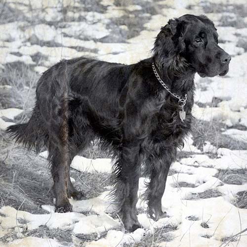 Gordon Setter Dog Breed Information