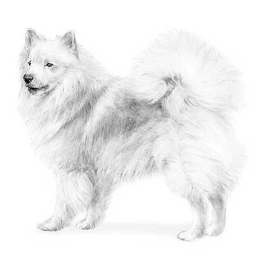Icelandic Sheepdog Dog Breed Information