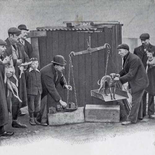 Whippet Dog Breed Information