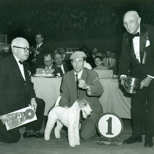 Ws Dog Herbert Breed Ws Dog Herbert Breed