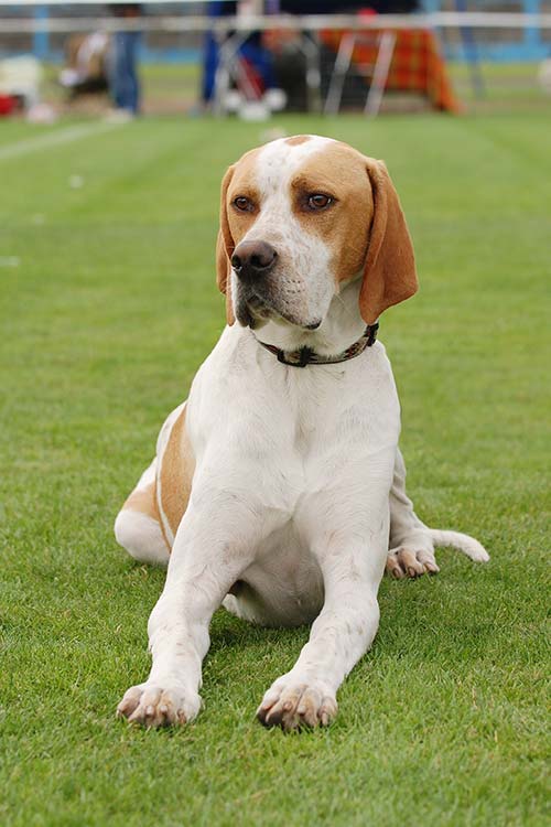 Pointer Dog Breed Information