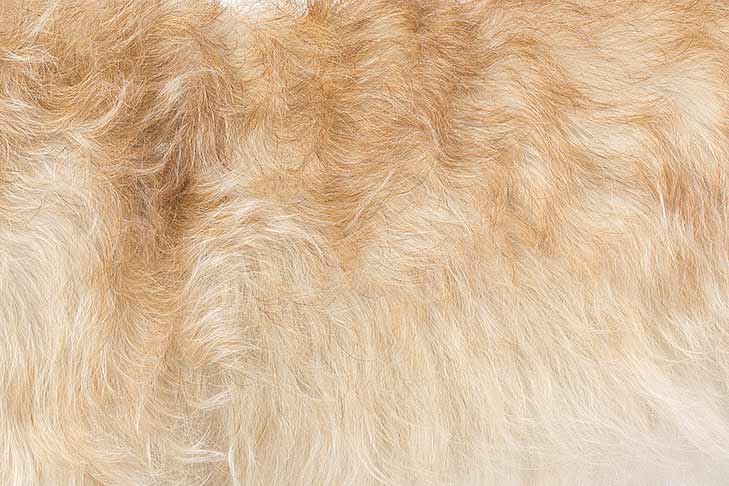 Glen of Imaal Terrier