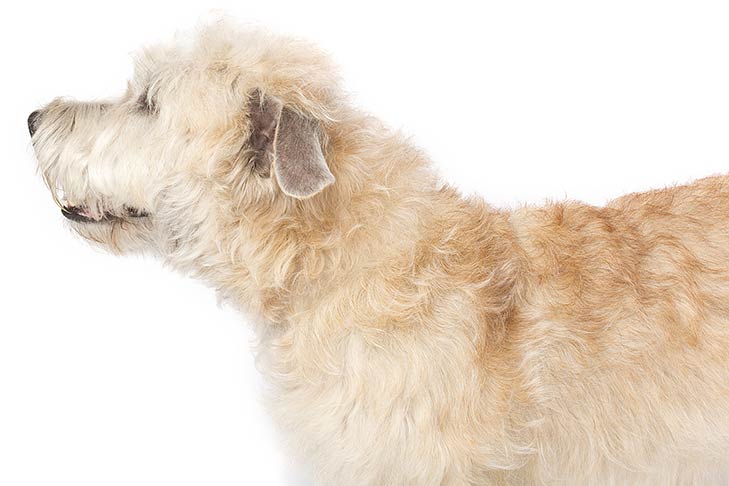 Glen of Imaal Terrier
