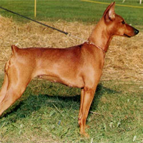 German Pinscher Dog Breed Information