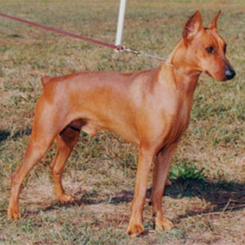 German Pinscher Dog Breed Information