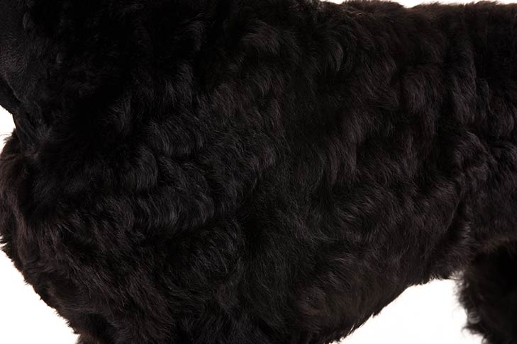Black Russian Terrier coat detail