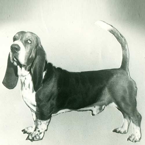 Basset Hound Dog Breed Information