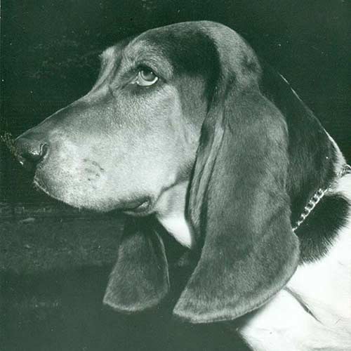 Basset Hound Dog Breed Information
