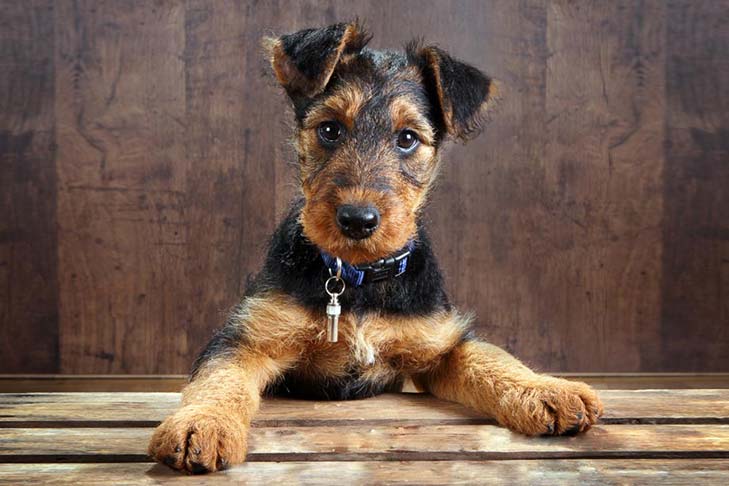 Dog Training Clubs Near Me Dog Training Clubs Near Me