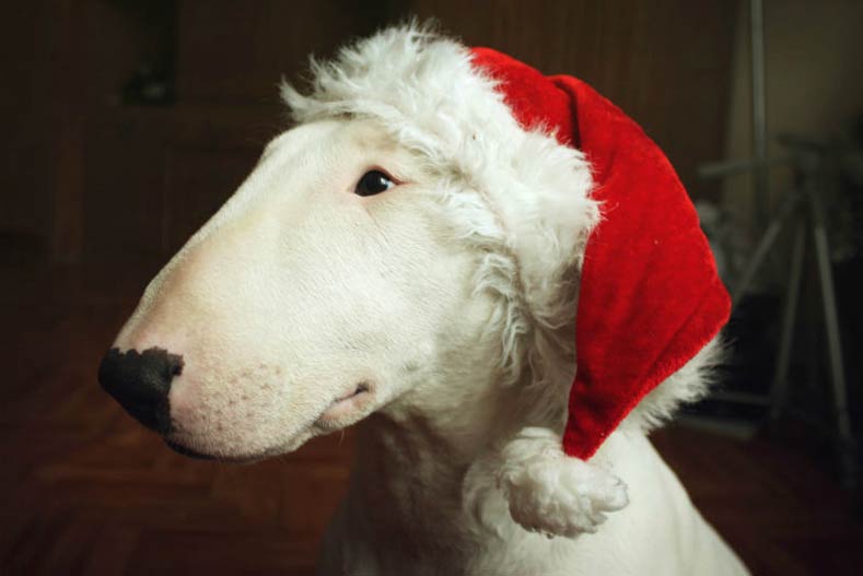 Bull Terrier in a Santa Hat