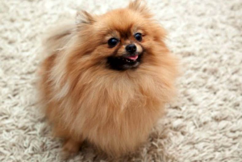 Pomeranian at Home