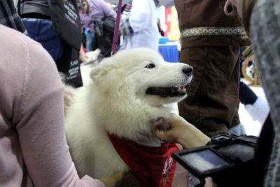 Westminster Meet & Compete Samoyed