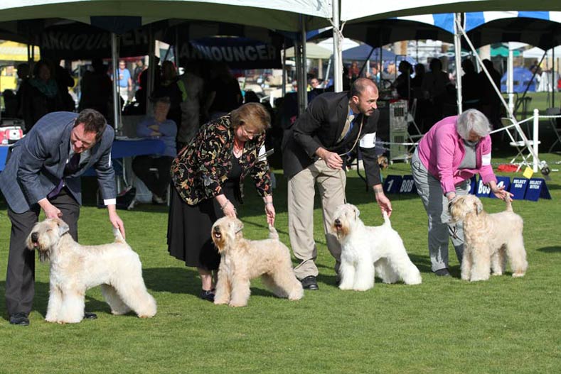 Westminster Dog Show Wheaten Terriers Westminster Dog Show Wheaten Terriers