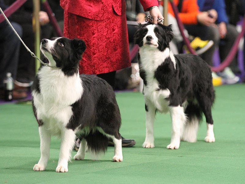 Bull Terrier Select Dog At Westminster Dog Show Bull Terrier Select Dog At Westminster Dog Show