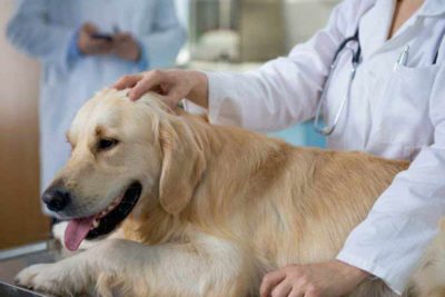 golden retriever at vet header optimized