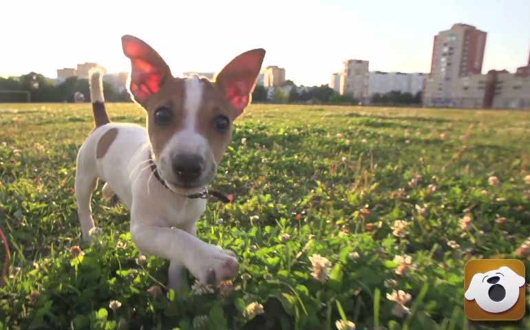 fidotv header optimized