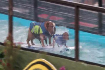 surfing dogs header optimized