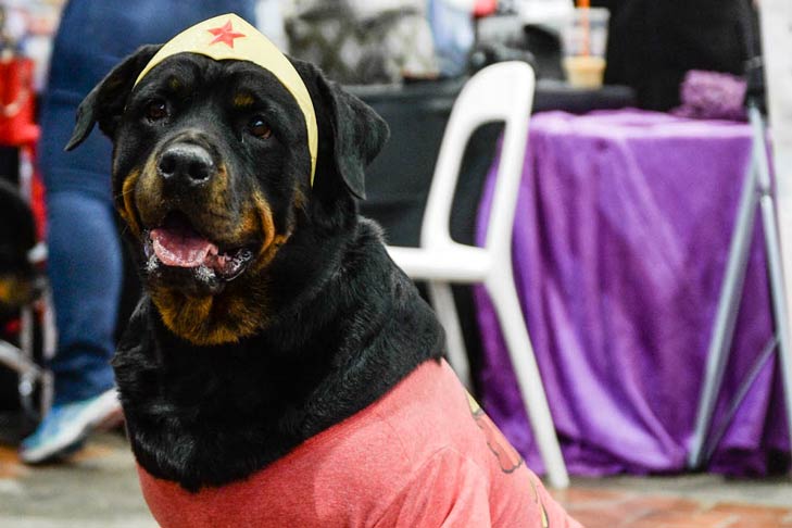 Rottweiler Meet the Breeds