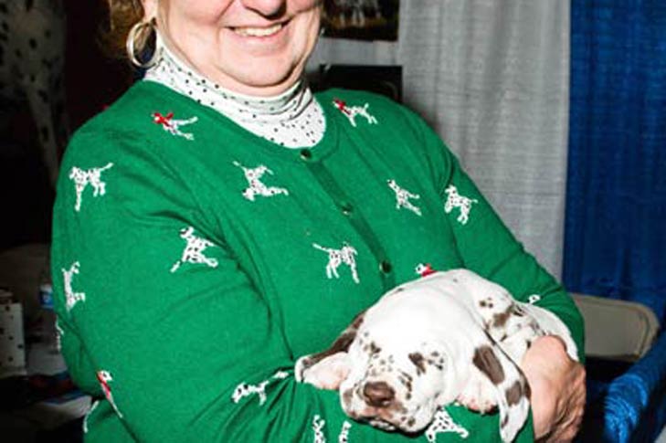 Dalmatian Meet the Breeds