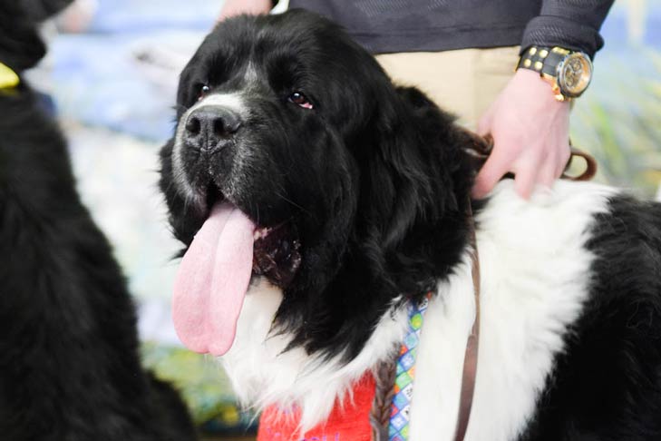 Newfoundland Meet the Breeds
