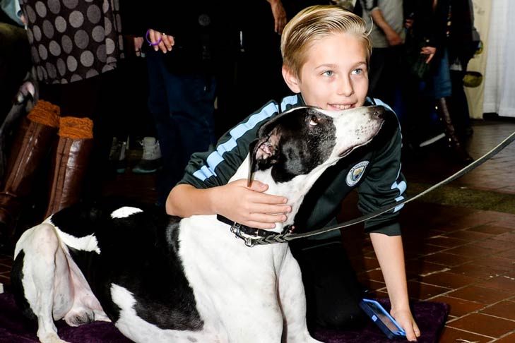 Greyound Meet the Breeds