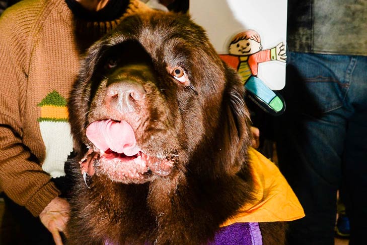 Newfoundland Meet the Breeds