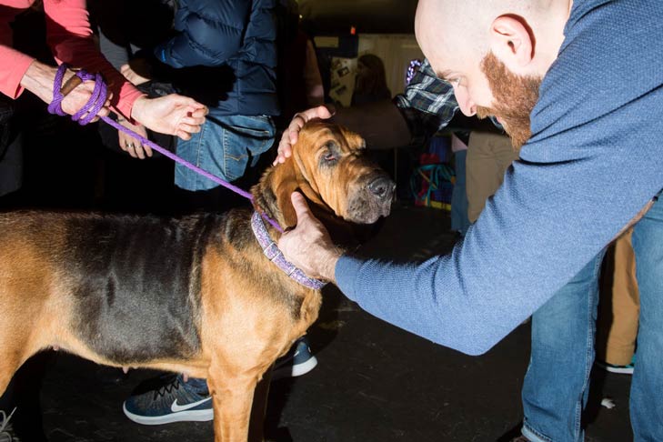 Bloodhound Meet the Breeds