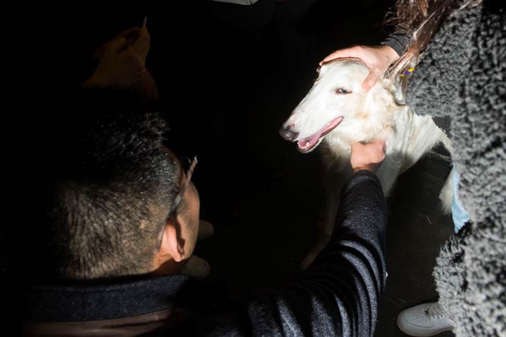 Borzoi Meet the Breeds