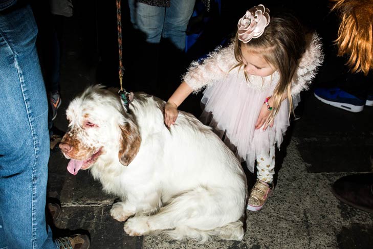 Clumber Spaniel Meet the Breeds