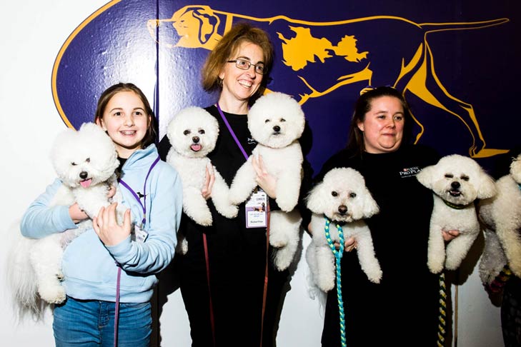 Bichon Frises Meet the Breeds