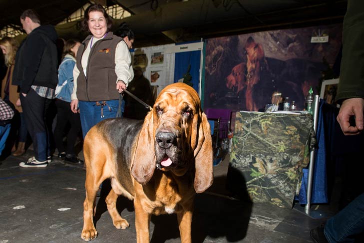 Bloodhound Meet the Breeds