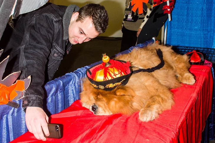 Chow Chow Meet the Breeds