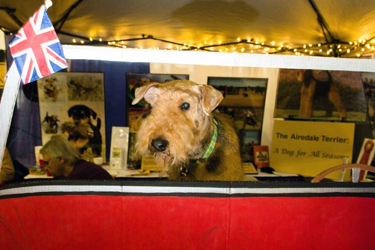Airedale Terrier Meet the Breeds