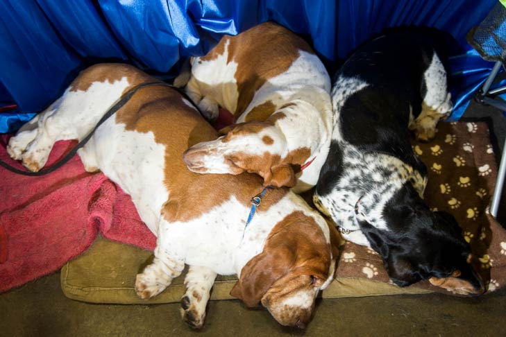 Basset Hounds Meet the Breeds