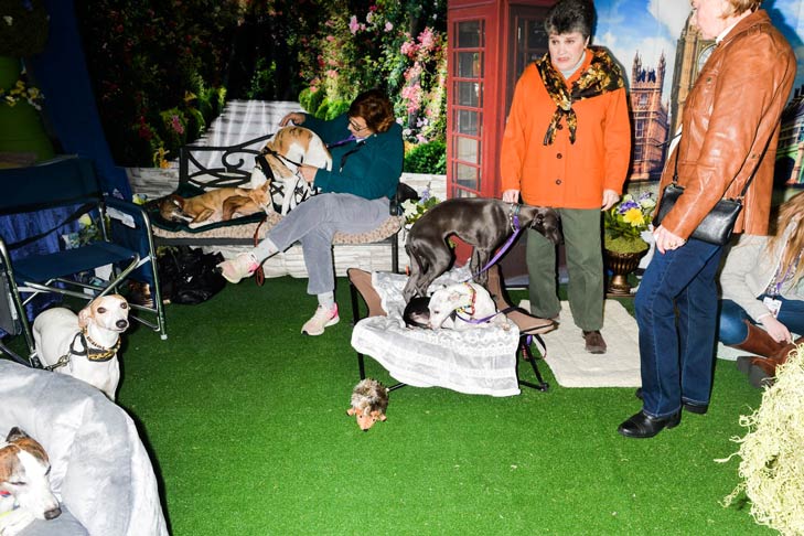 Dogs at Meet the Breeds