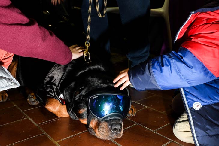 Rottweiler Meet the Breeds