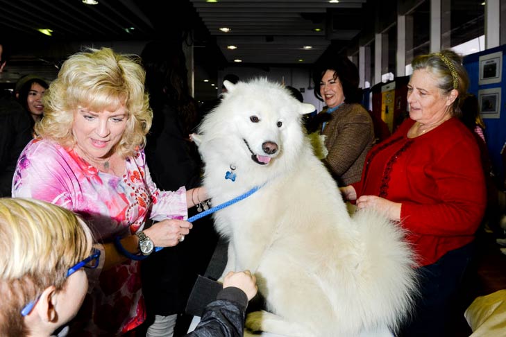 Samoyed Meet the Breeds