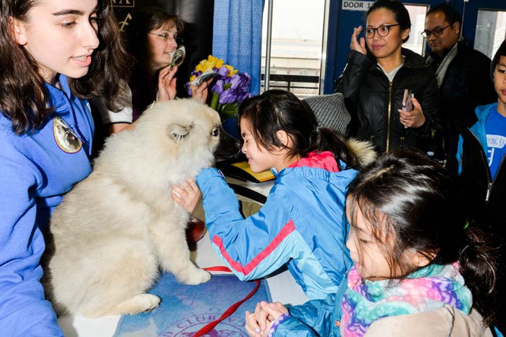 Keeshond Meet the Breeds