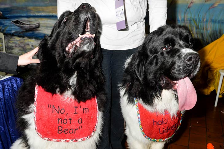 Two Newfoundlands Meet the Breeds