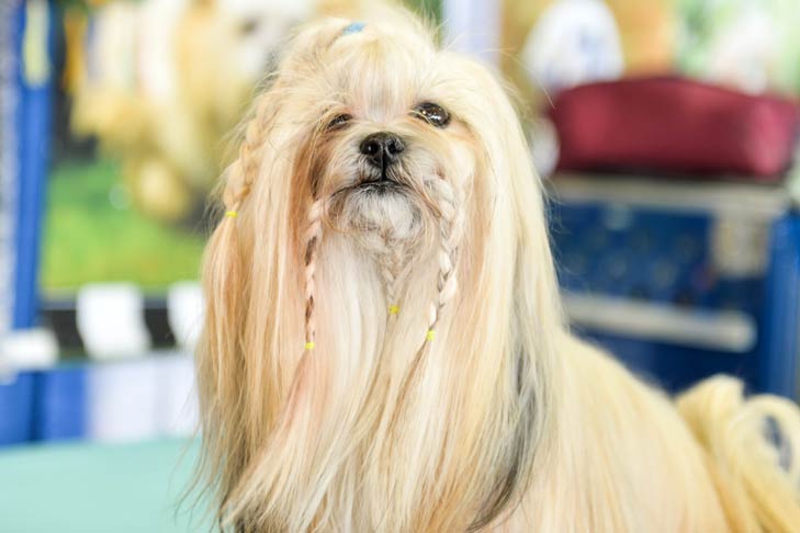 Shih Tzu Meet the Breeds