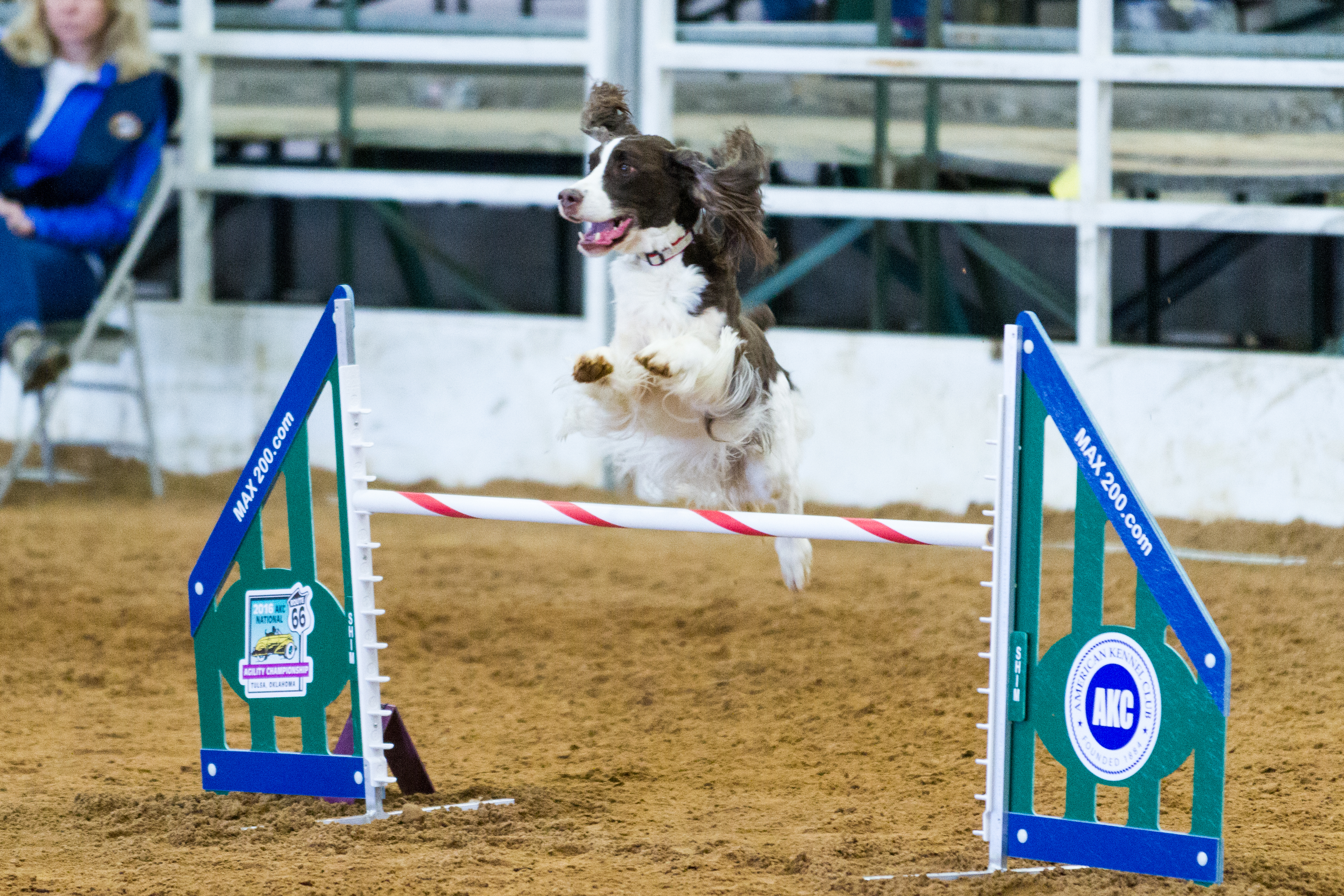 Dog Agility Competition FAQ What You Should Know About the Sport