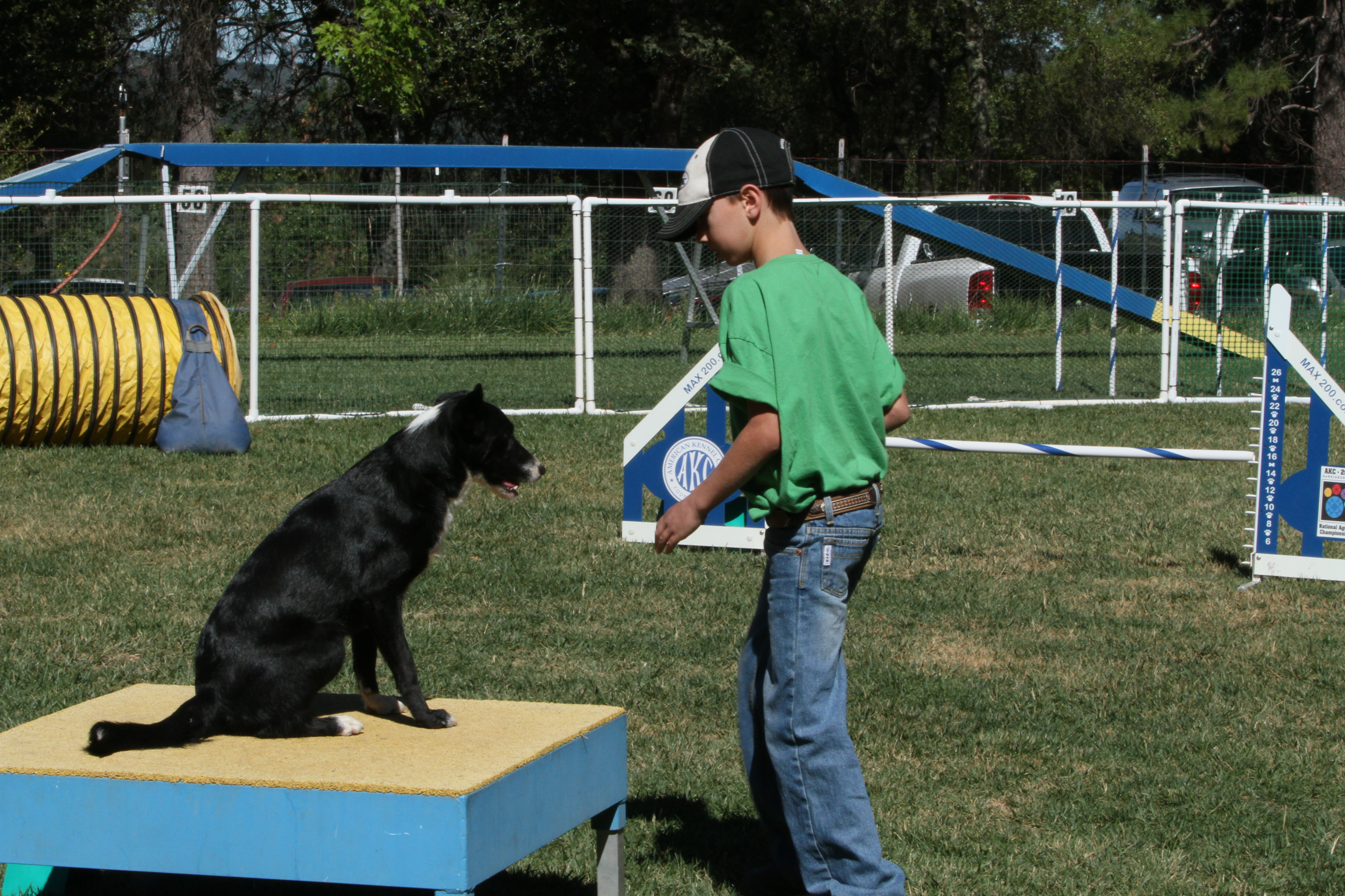 Dog Agility Competition FAQ What You Should Know About the Sport