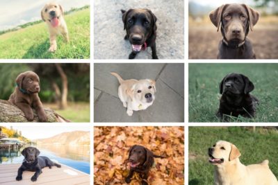 labrador retrievers