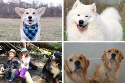 dogs of instagram