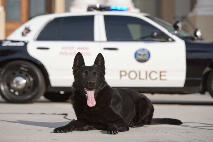 German Shepherd Canine Officer Program hero