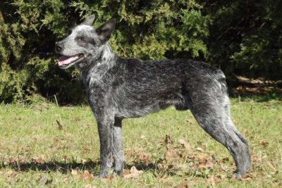 Australian Stumpy-Tail Cattle Dog