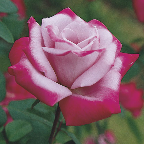 Роза Парадиз Фото И Описание – Telegraph