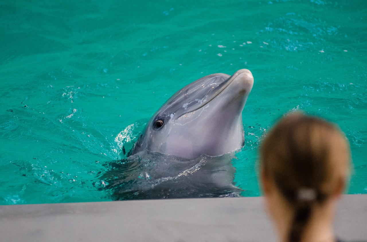 A woman taking part in dolphin therapy.