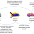 Emergency Response Application of DSRC Technology