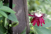 Image: "The Passion Flower Project" Exhibit Opening and Auction